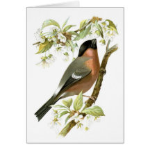 Bullfinch Tarjeton