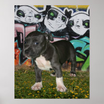 bullyshow29 poster
