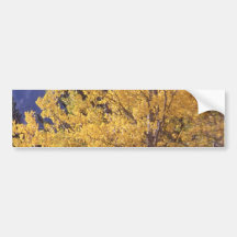 Bumpersticker del árbol del álamo temblón de la ca etiqueta de parachoque
