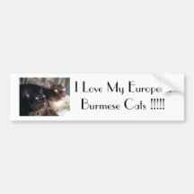 BurmeseDuo_18, amo mis gatos birmanos europeos… Pegatina De Parachoque