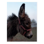 Burro-Cabeza Tarjeta Postal