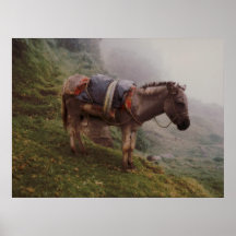 Burro colombiano en la niebla poster