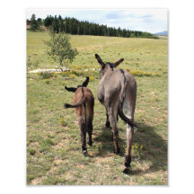 Burro "cuentos" 8x10 arte fotografico