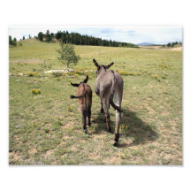 Burro "cuentos" 8x10 horizontales impresión fotográfica