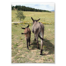 Burro "cuentos " fotografia