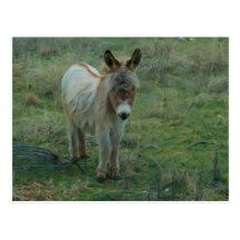 Burro del bebé postal