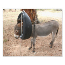 Burro en el oscilación del neumático arte fotografico