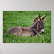 Burro en la hierba poster