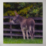 Burro gigantesco en aceite poster