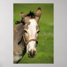 Burro Impresiones