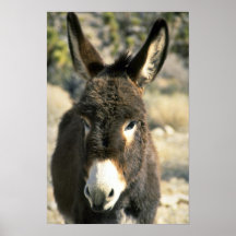 Burro masculino posters