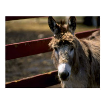 Burro Postal