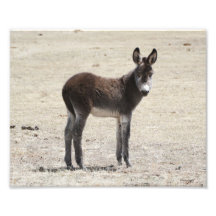 Burro salvaje 8x10 del bebé arte fotográfico