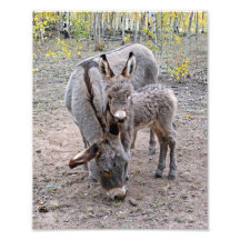 Burro y bebé impresiones fotográficas