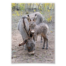 Burro y bebé impresiones fotograficas