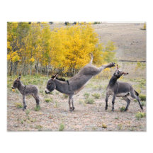 Burros 11x14 de la venganza de la mamá impresion fotografica