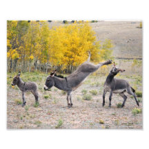 Burros 8x10 de la venganza de la mamá impresiones fotográficas
