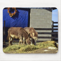 Burros jovenes tapete de ratones