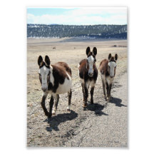 Burros occidentales 5x7 de la cuadrilla de la call arte fotográfico