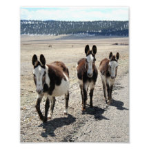 Burros occidentales 8x10 de la cuadrilla de la cal arte con fotos
