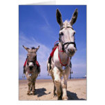 Burros, playa de Blackpool, Inglaterra Felicitaciones