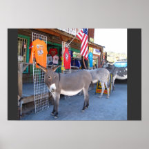 Burros salvajes en Oatman, poster de Arizona