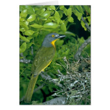 Bush Greyheaded Shrike Felicitacion