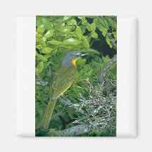 Bush Greyheaded Shrike Iman De Frigorífico