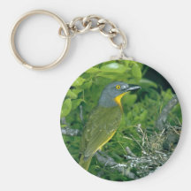 Bush Greyheaded Shrike Llaveros