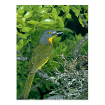 Bush Greyheaded Shrike Postal
