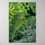 Bush Greyheaded Shrike Poster