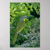 Bush Greyheaded Shrike Poster