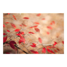 Bush Jeweled rojo Impresion Fotografica