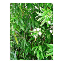 Bush verde con las flores blancas tarjetas postales