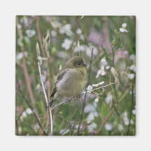 Bushtit Iman Para Frigorífico