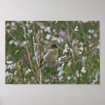 Bushtit Impresiones