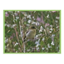 Bushtit Postal