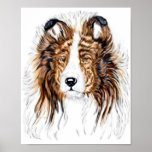 Busto del perro pastor de Sheltie Shetland Posters