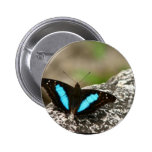 Buttefly azul en una piedra pins