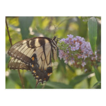 Butterfly1 Postales