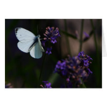 Butterfly Karten
