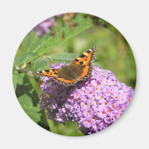butterfly_resting_on_a_flower imán de frigorifico