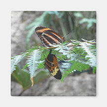 Butterflys Imán Para Frigorífico