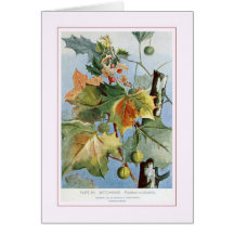 Buttonwood Tarjeta