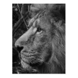 bw cercano tarjetas postales