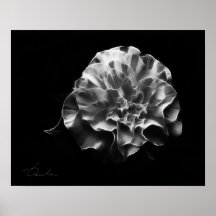 bw de la camelia poster