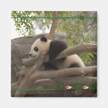 c-2011-panda-0005 imán para frigorifico