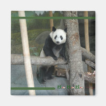 c-2011-panda-0012 imanes  