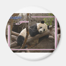 c-2011-panda-0018 iman de frigorífico