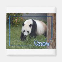 c-2011-panda-0090 imán para frigorífico
